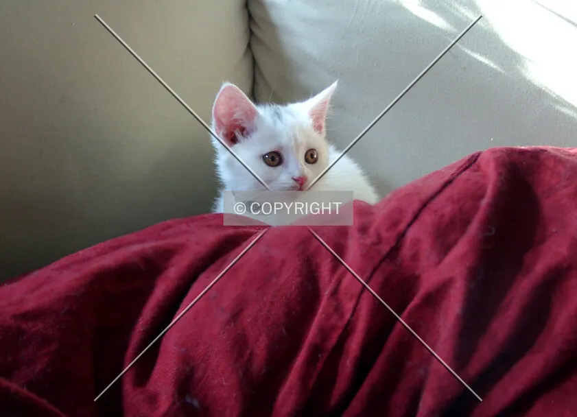 white kitten a little bit scared on the couch