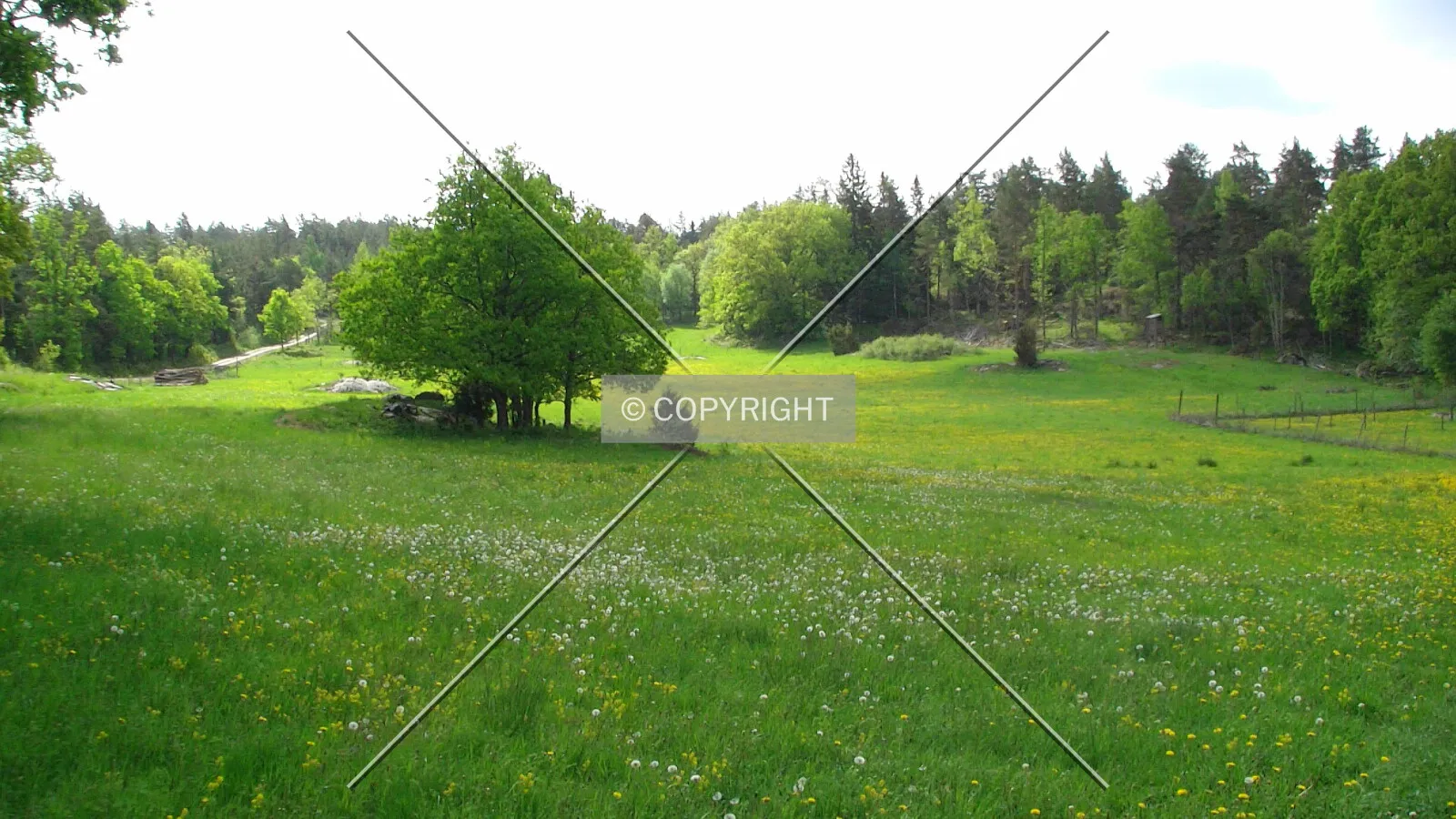 A mixed forest and grassland