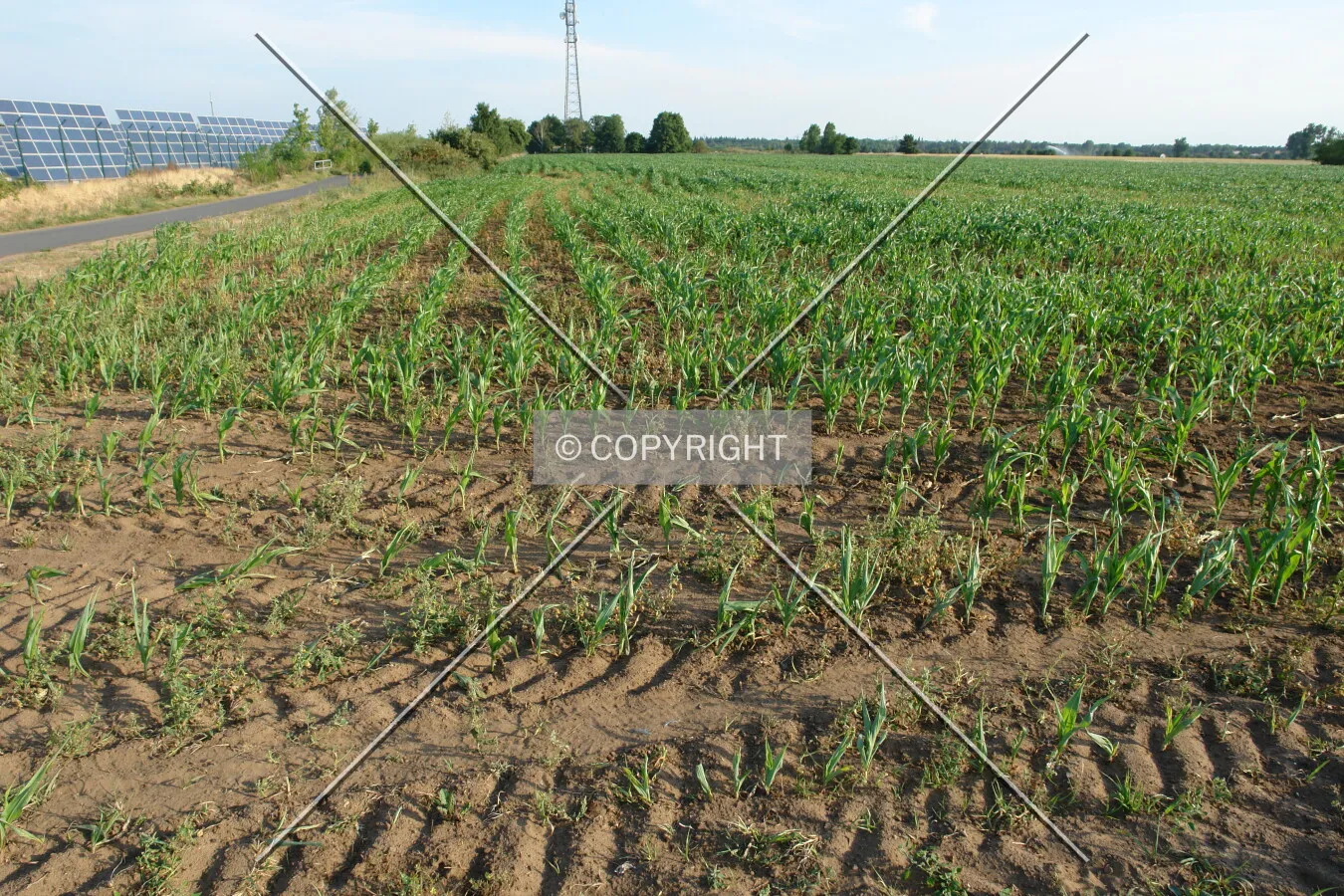 Young corn