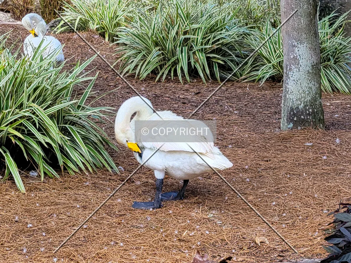 Photo 060-131-981