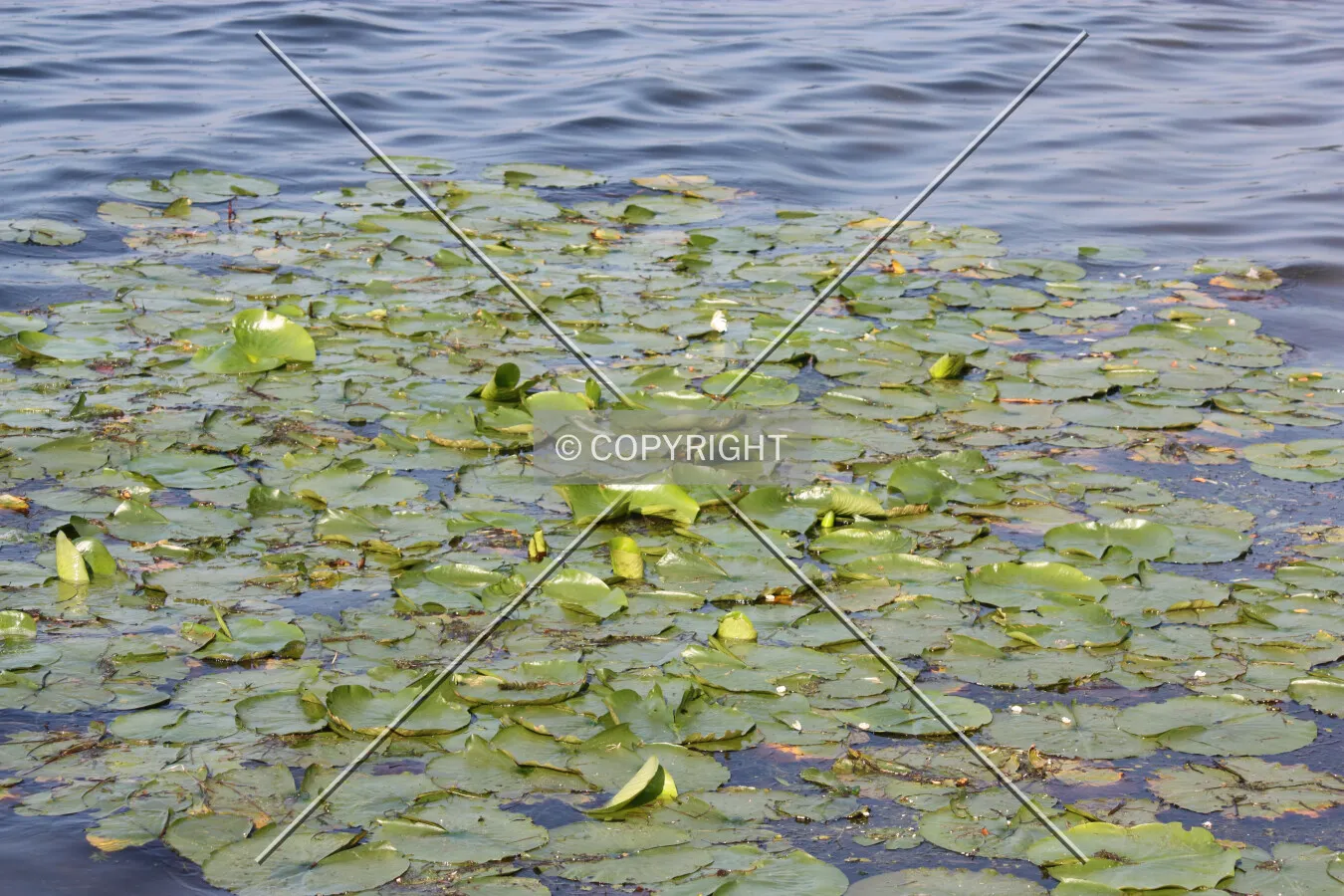 Lily pads in Pine Lake
