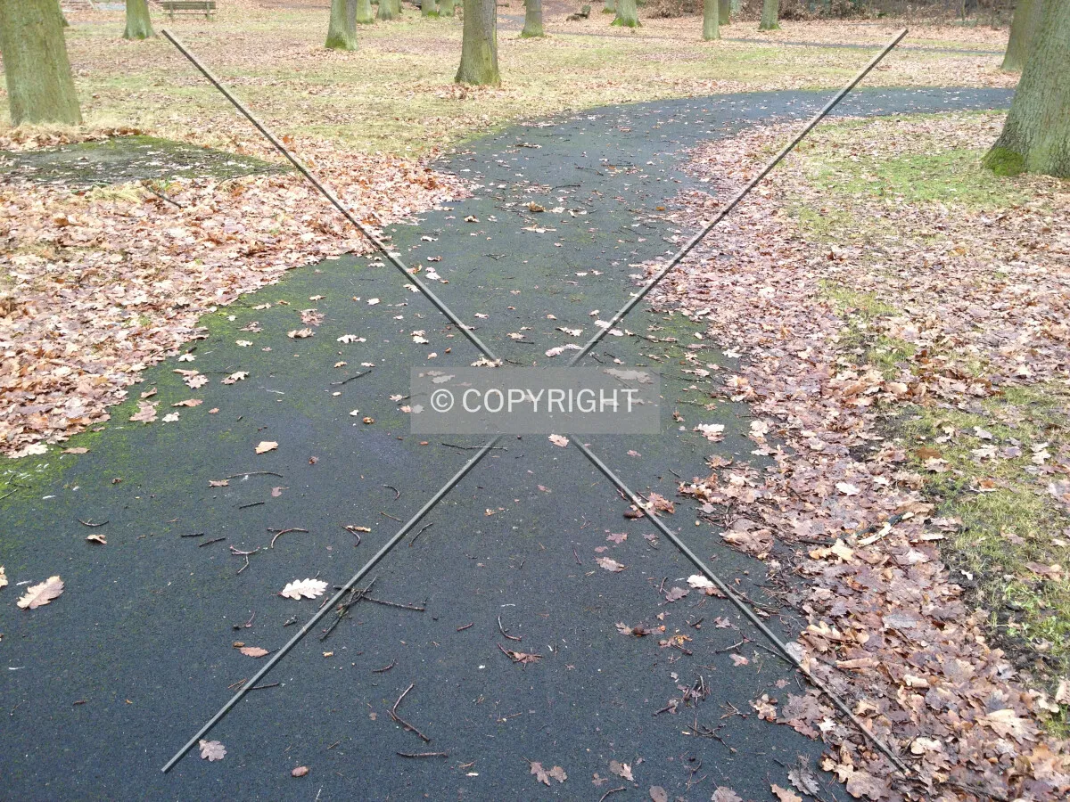 A path through a forest