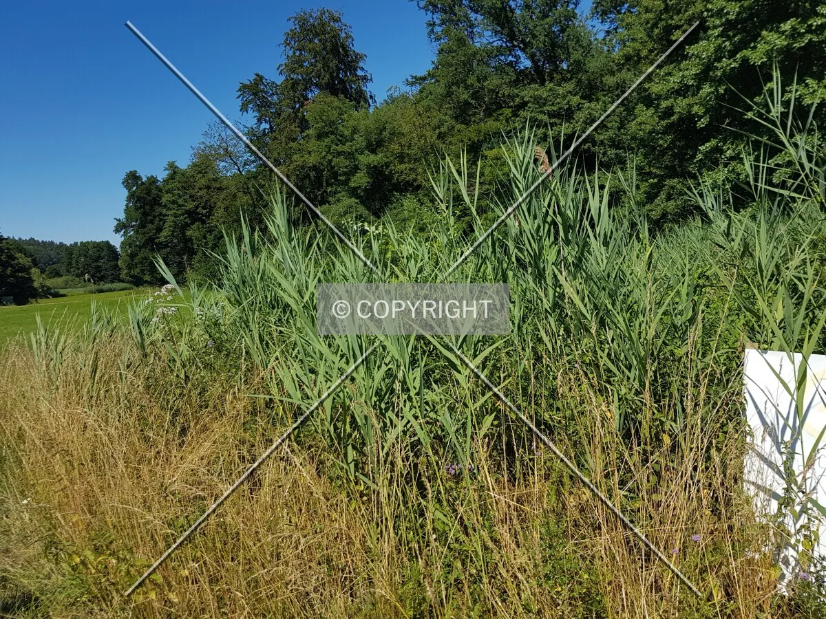 Photo 060-795-482