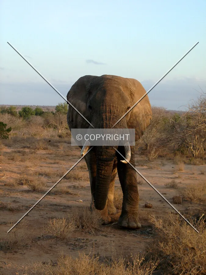 Angry Elephant in Africa
