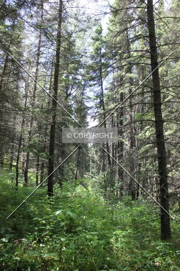 Riding Mountain National Park