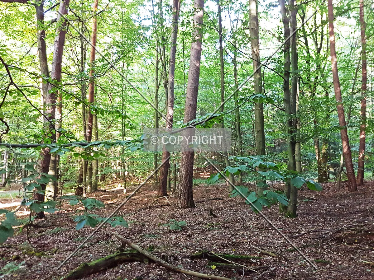 Photo 620-407-382