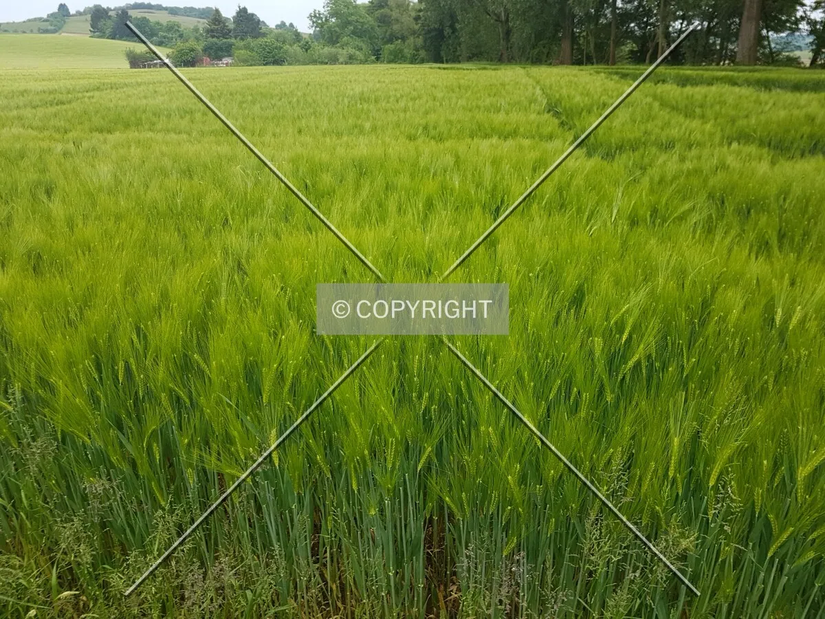 A green cornfield