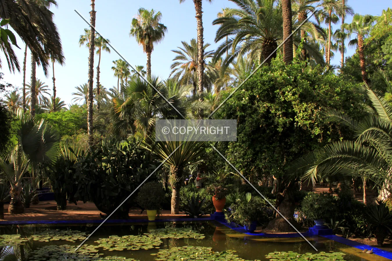 Lily pond at the Majorelle Gardens