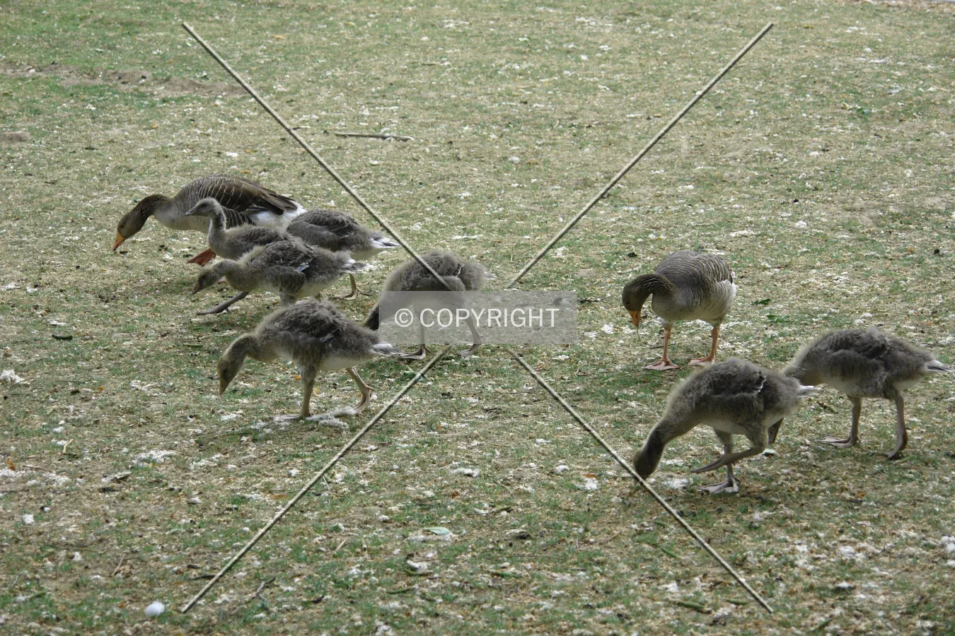 Young geese on grass