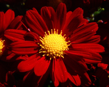 Red flower