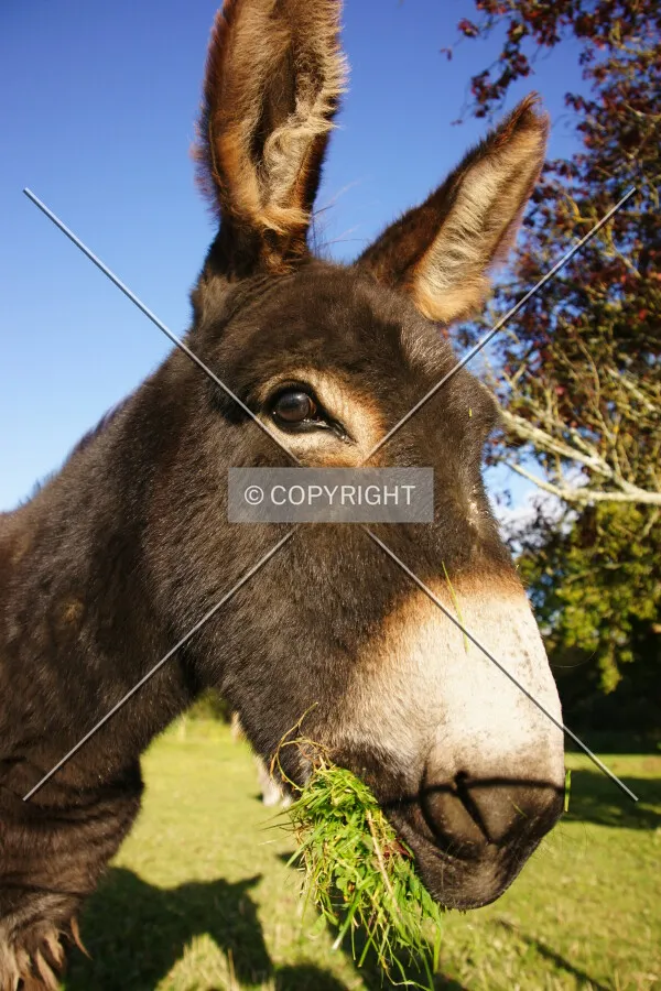 an eating donkey