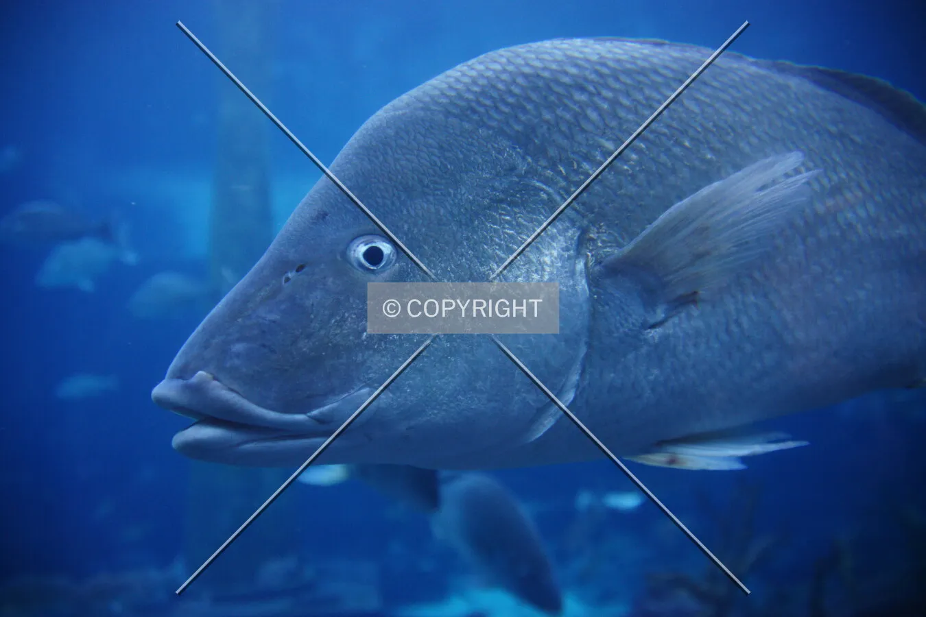 A big fish - under water