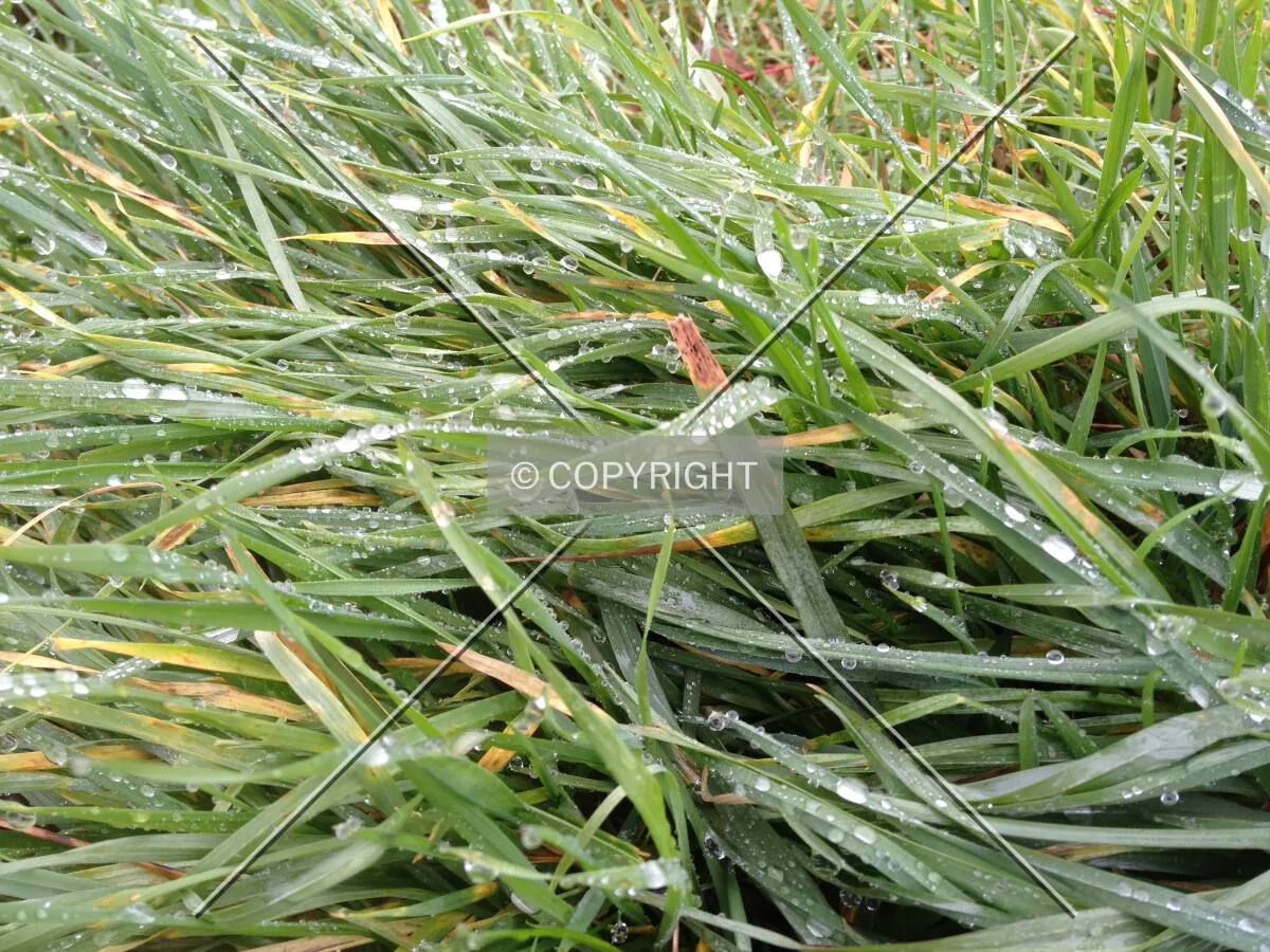 Wet grass