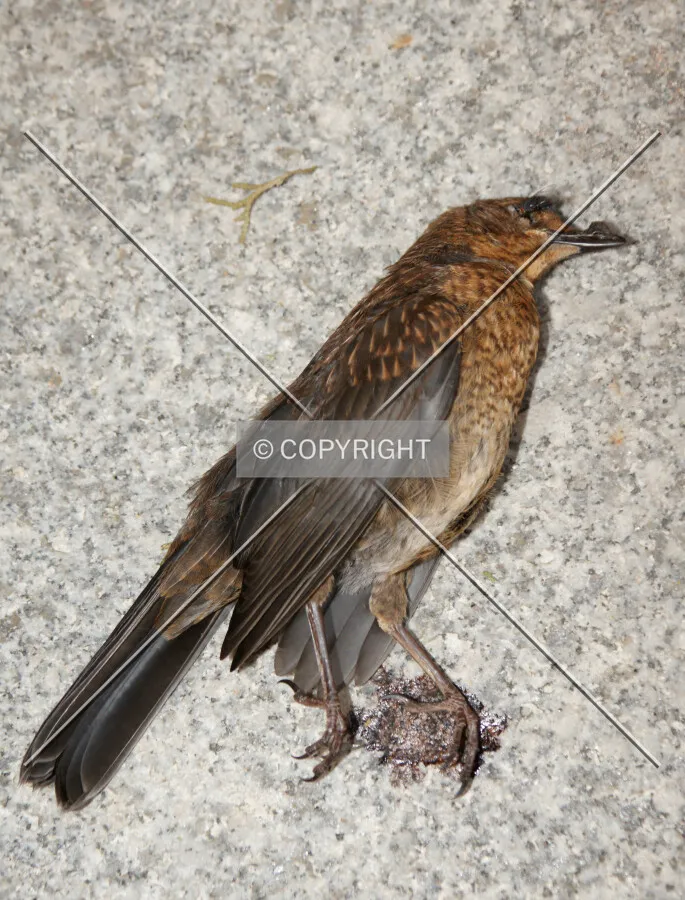 dead bird with a fly lying on the floor