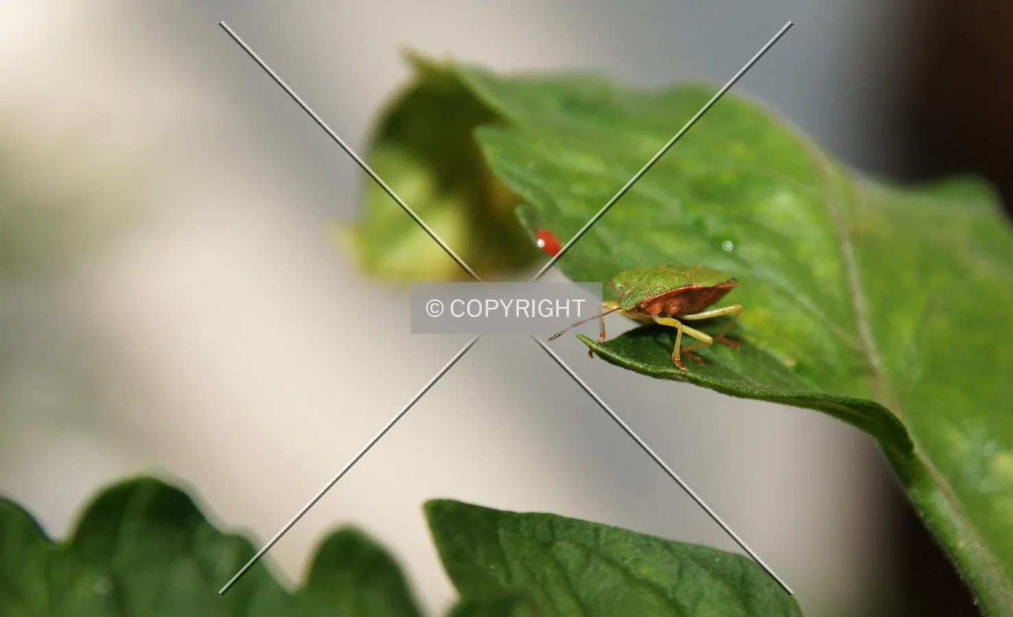 green leaf bug