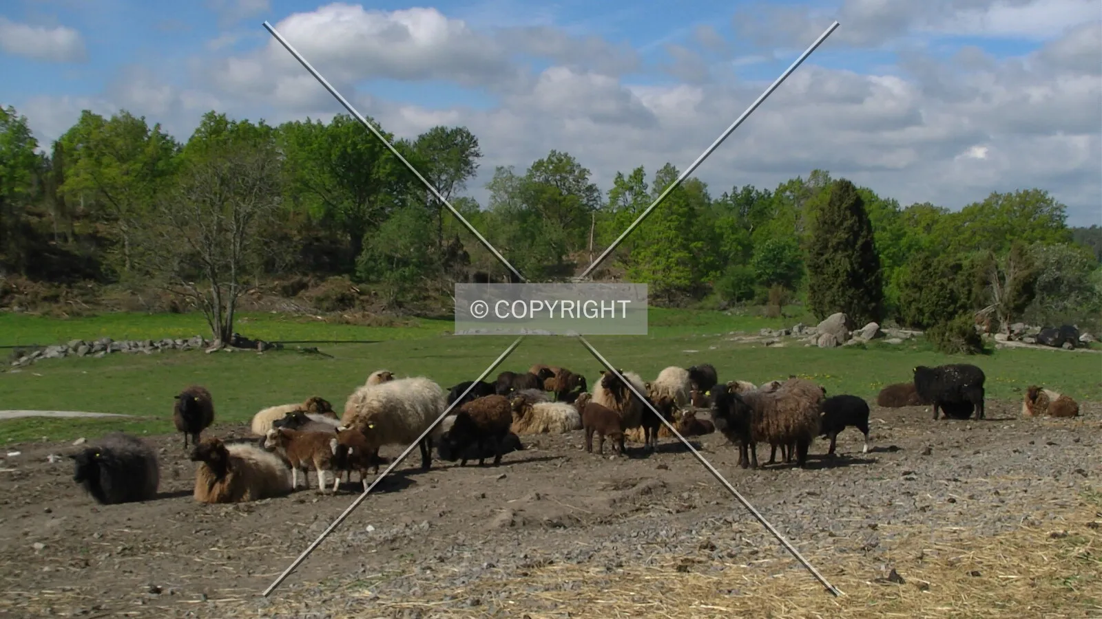 Sheep on farm land