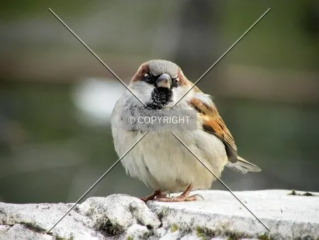 Sparrow