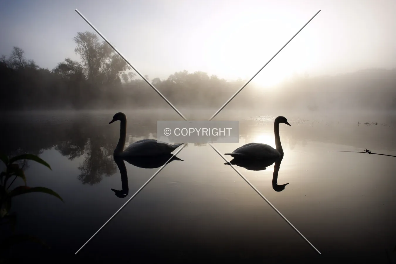 two swans - swimming in different directions