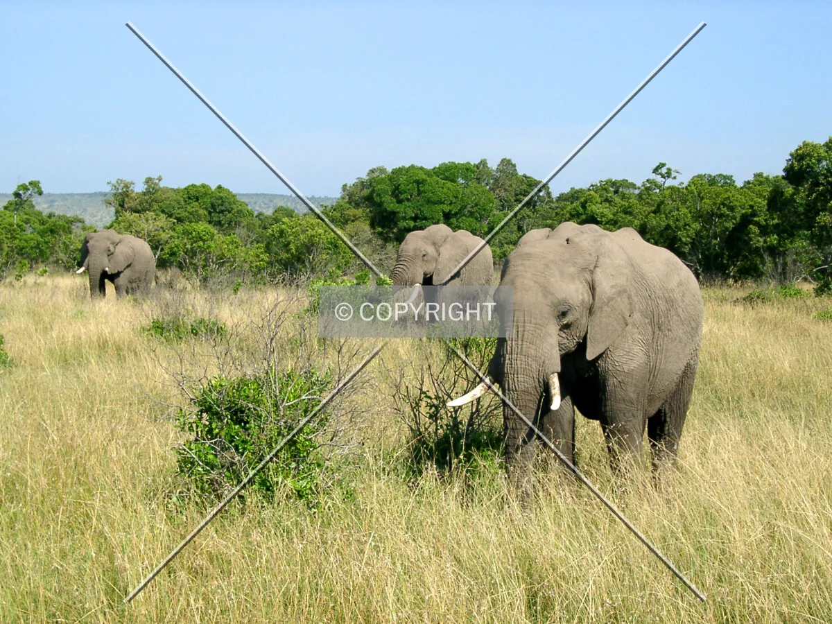 Elephants in Africa
