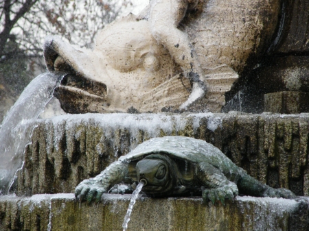 Frozen turtle