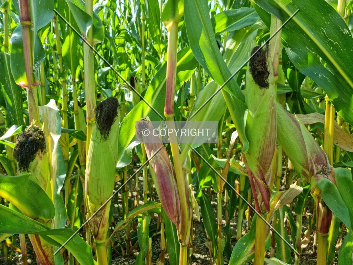 Photo 064-531-943