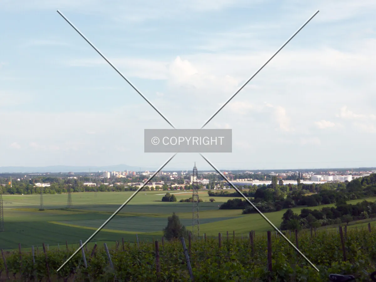 Vineyards around Flörsheim-Wicker