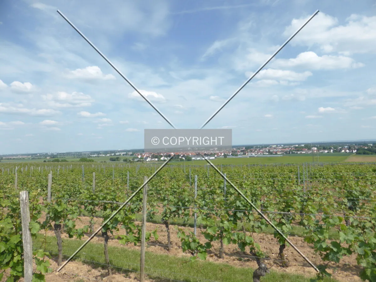 Vineyards around Flörsheim-Wicker