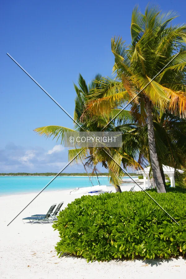 palm trees on the Bahamas
