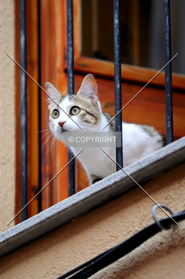 Cat in a balcony