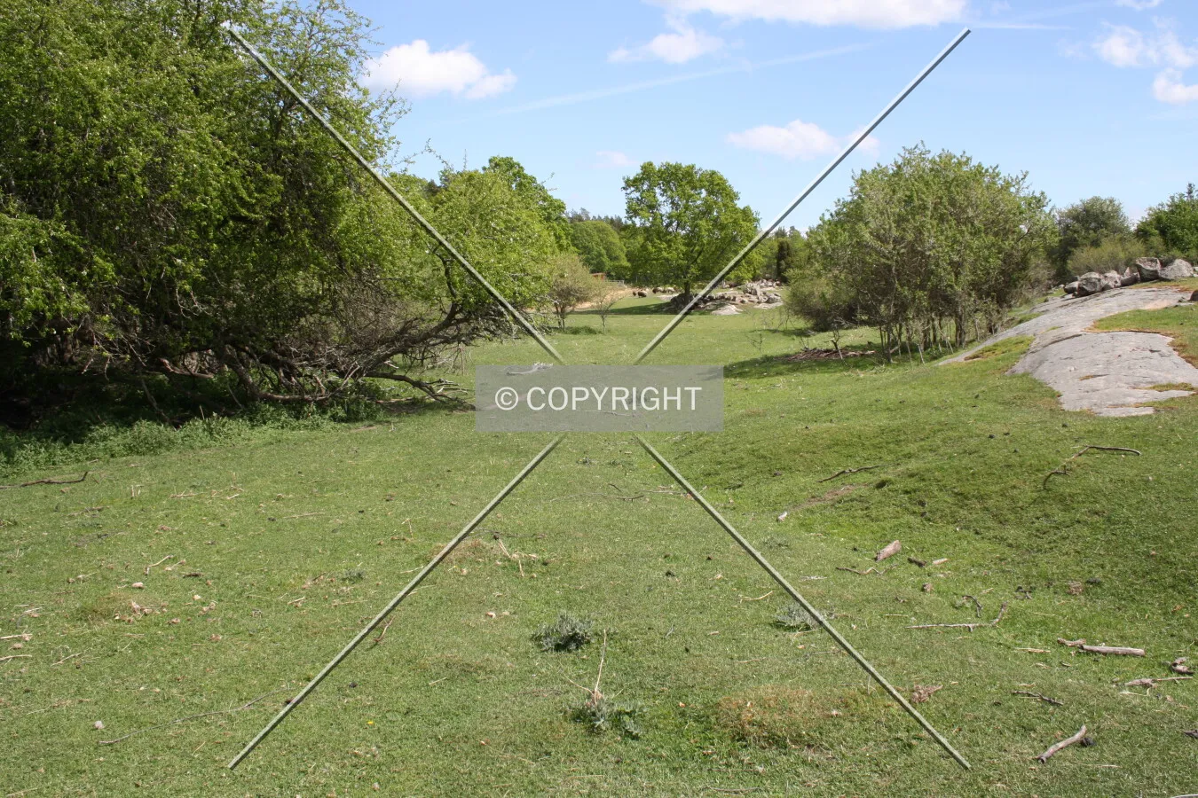 Grasslands and bushes