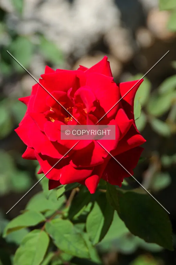 Rosa