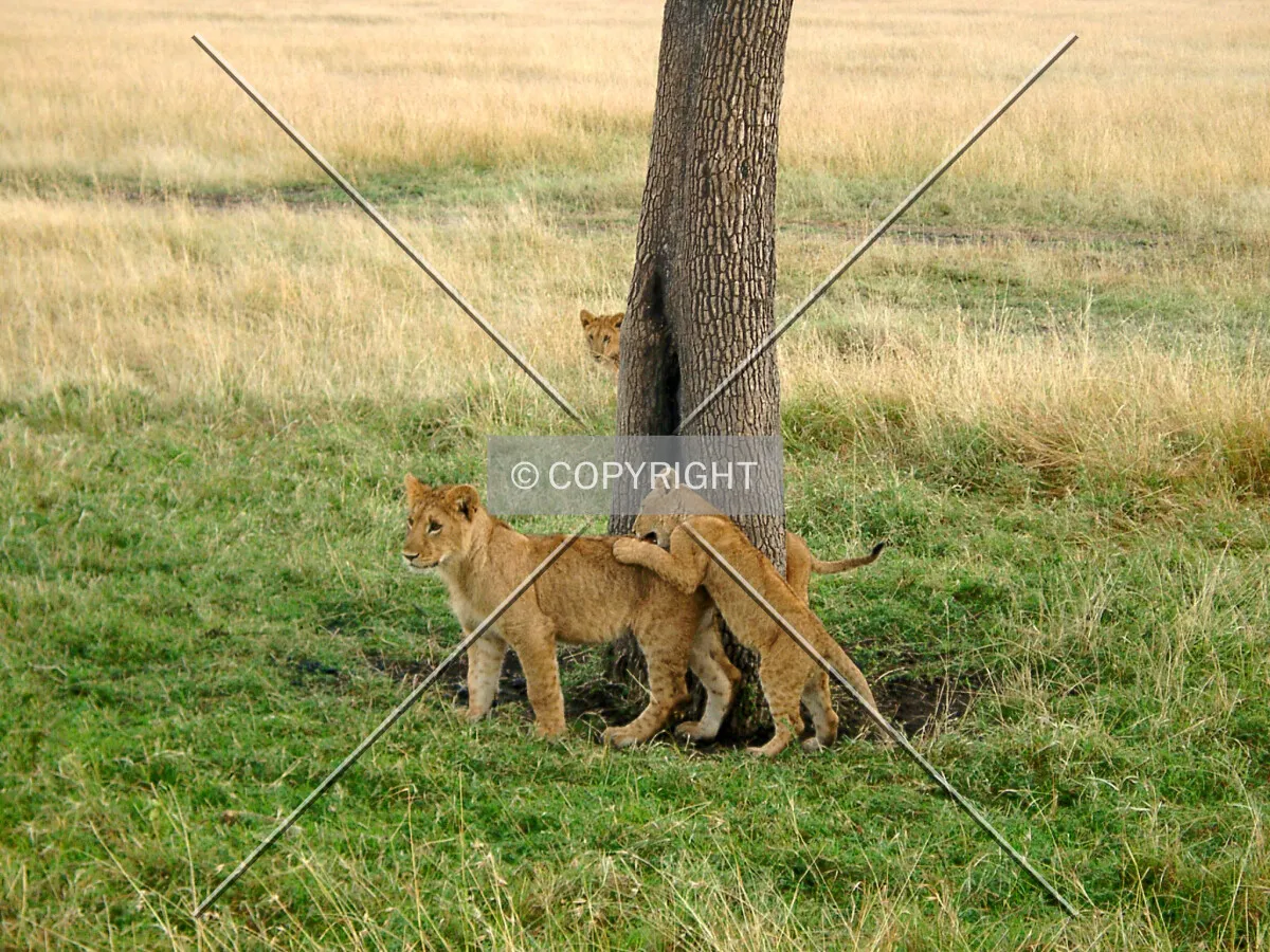 Baby Lions playing around tree