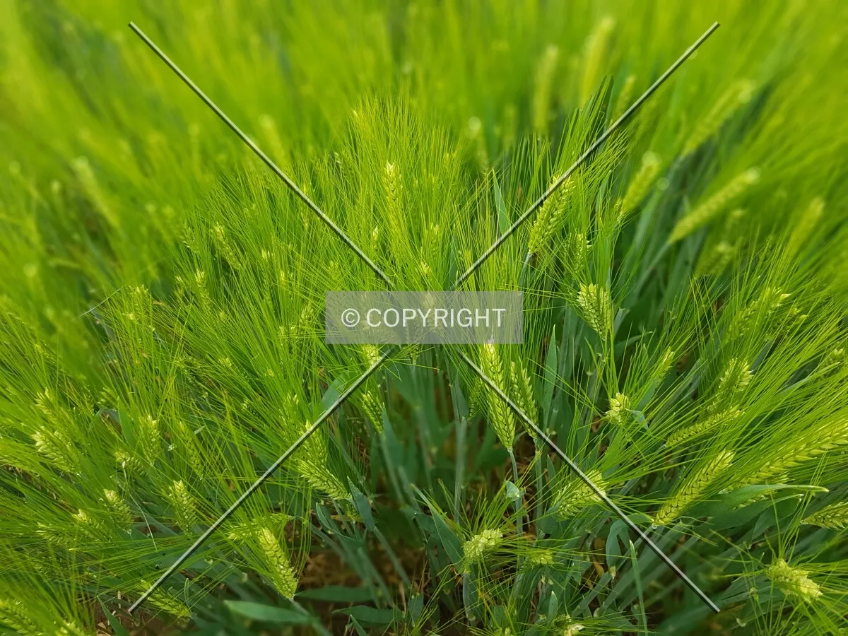 A green cornfield