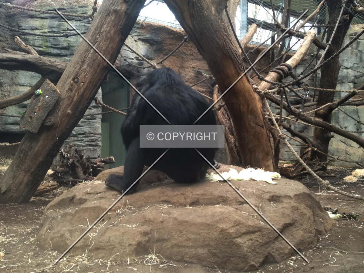 Primate exhibit