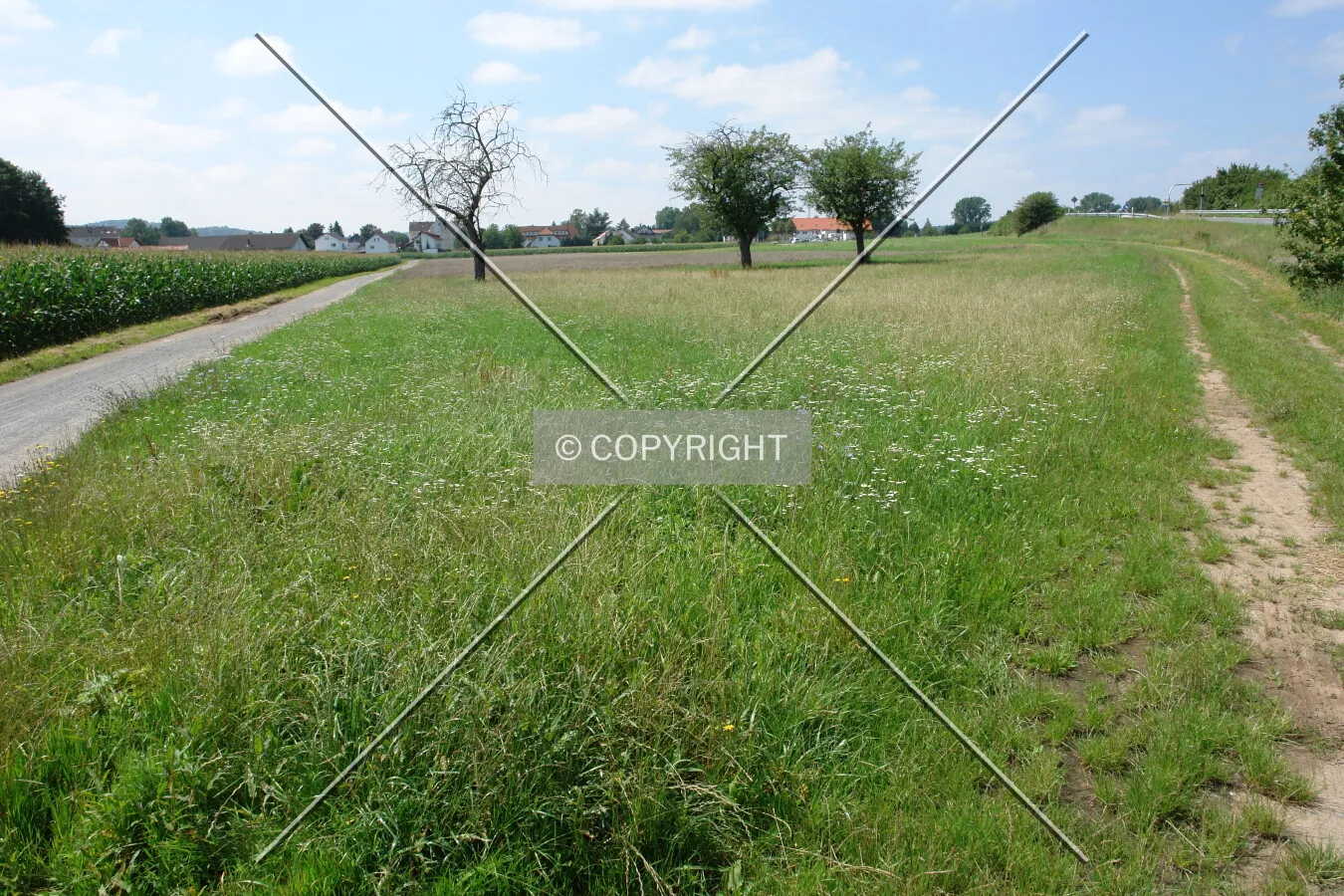 grassland and some trees