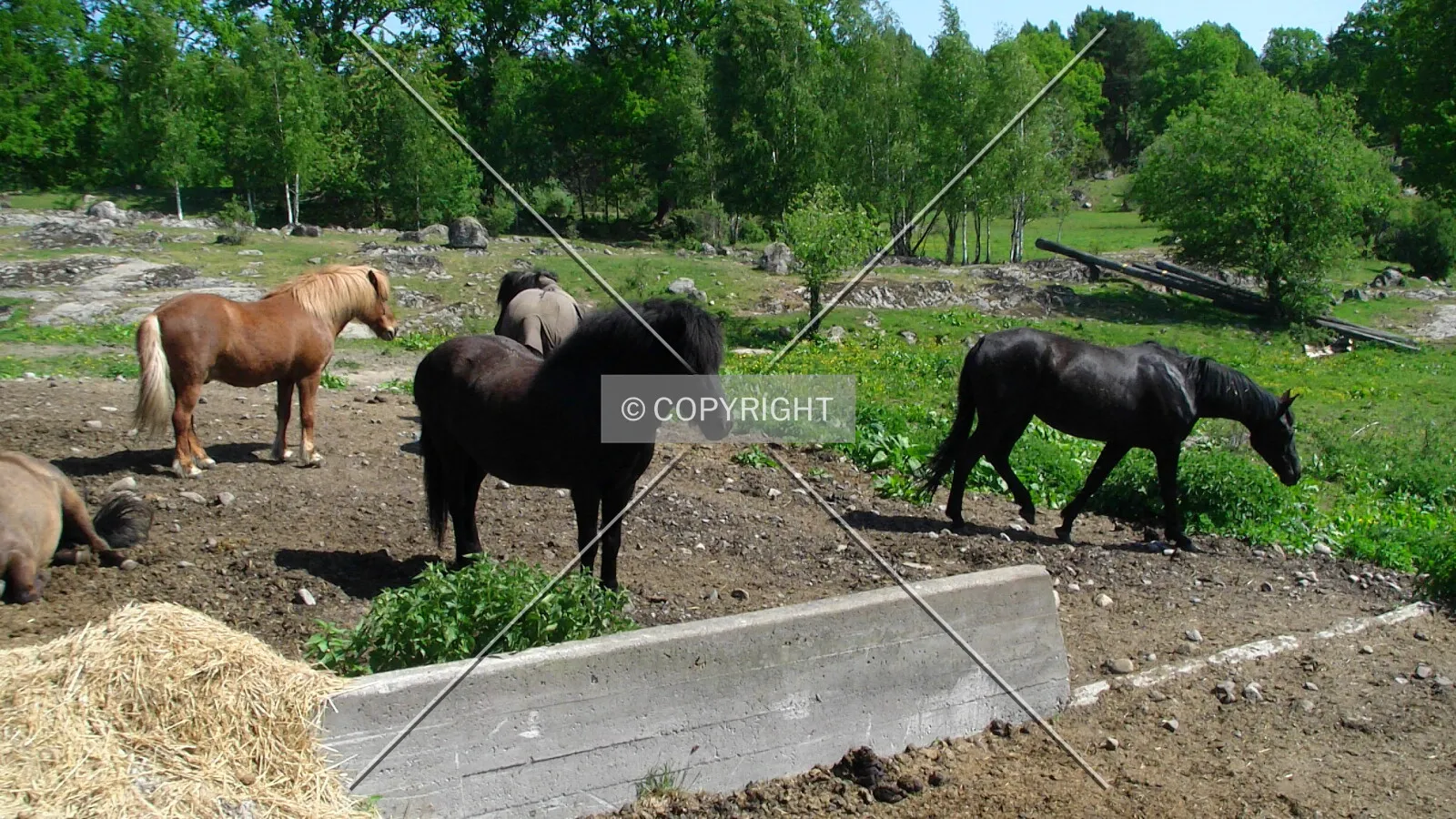 Horses on a farm