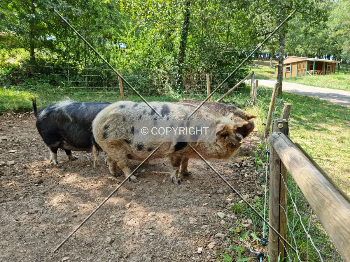 Photo 669-031-642