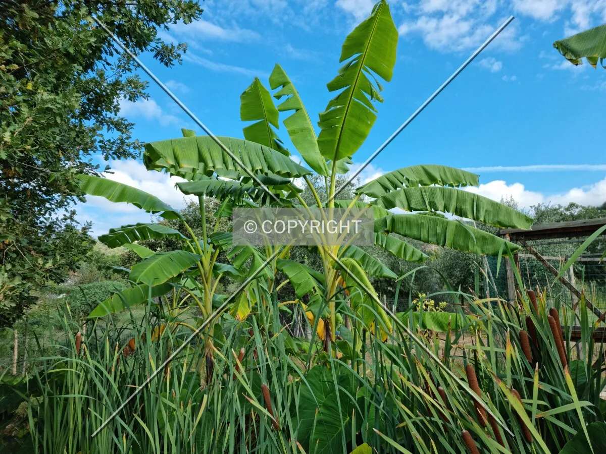 Photo 671-229-730