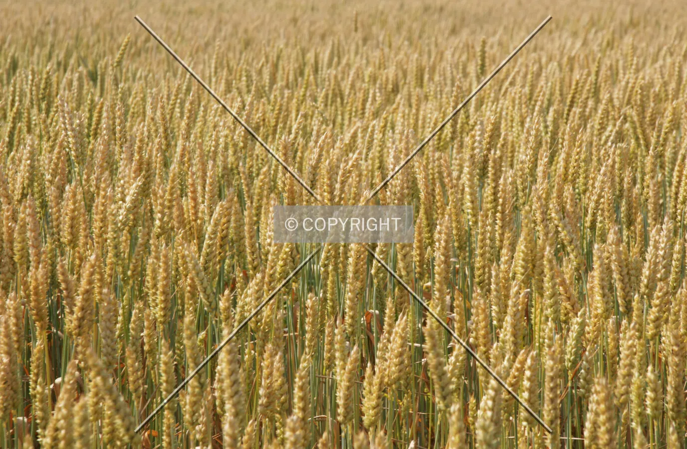 A yellow cornfield