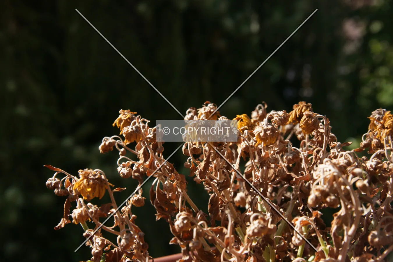 Sered plants