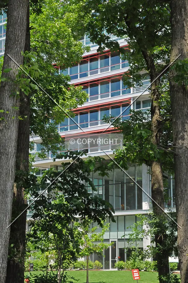 Looking northeast through the trees of the adjacent forest preserve across Woods Drive