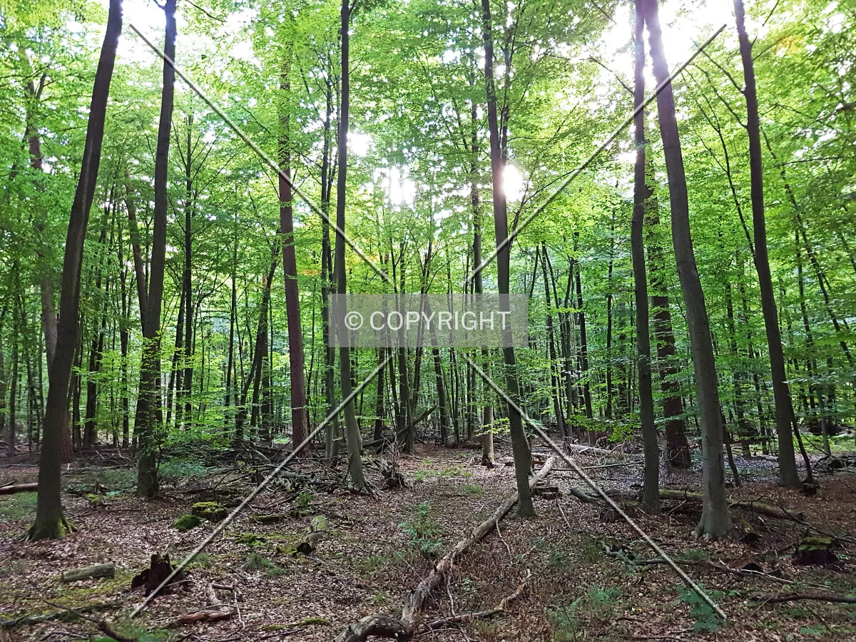 Photo 676-454-473