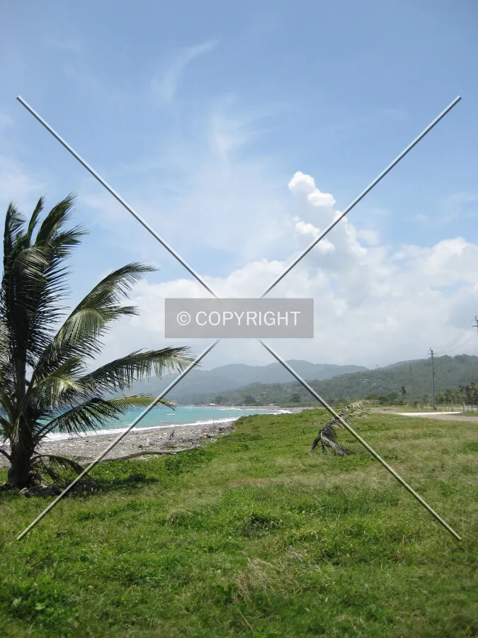 A beach in Jamaica with a single palmtree