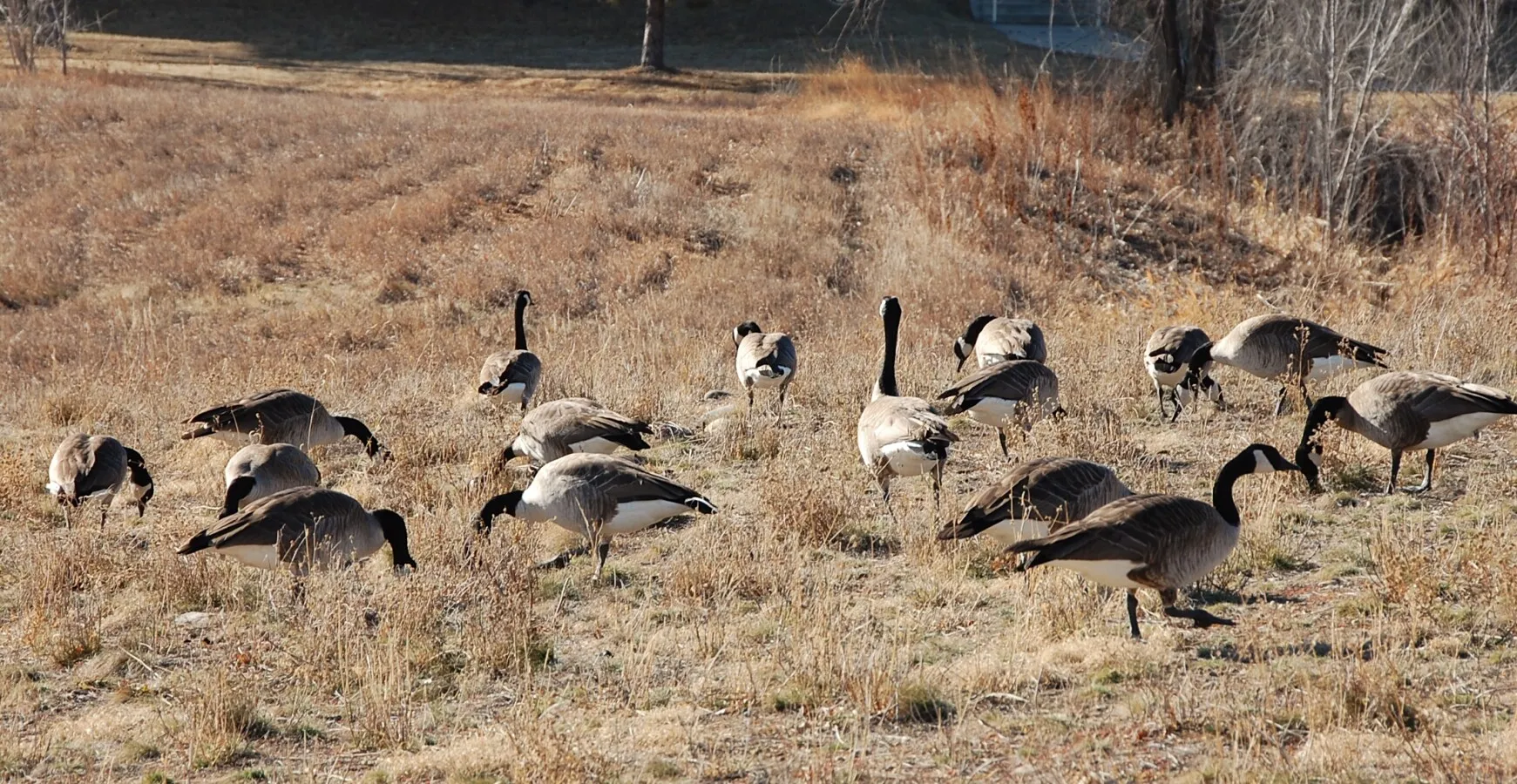 Geese