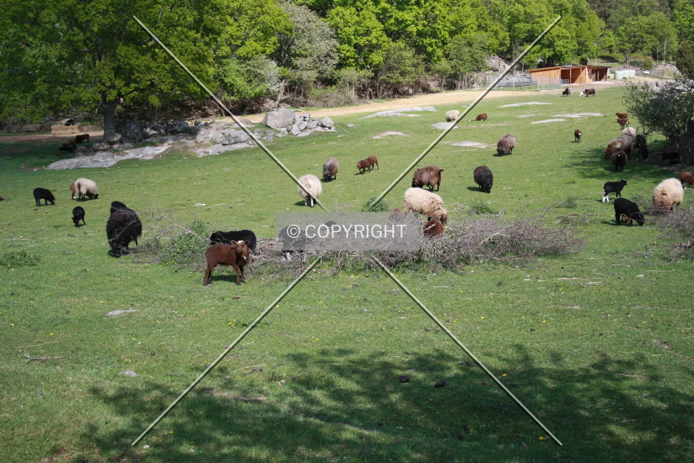 Sheep on farm land