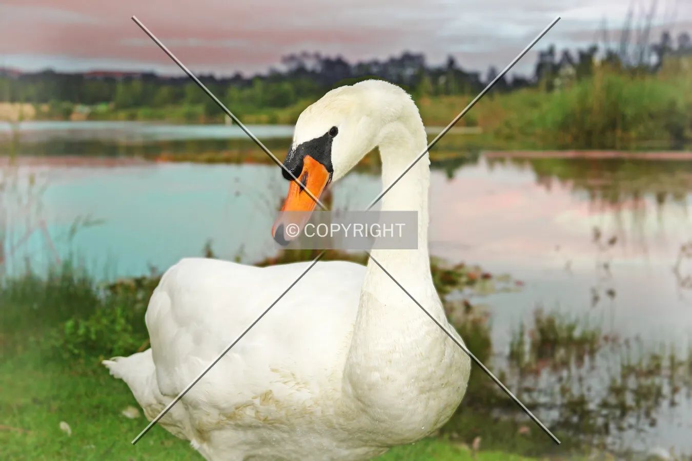 A swan on a lake