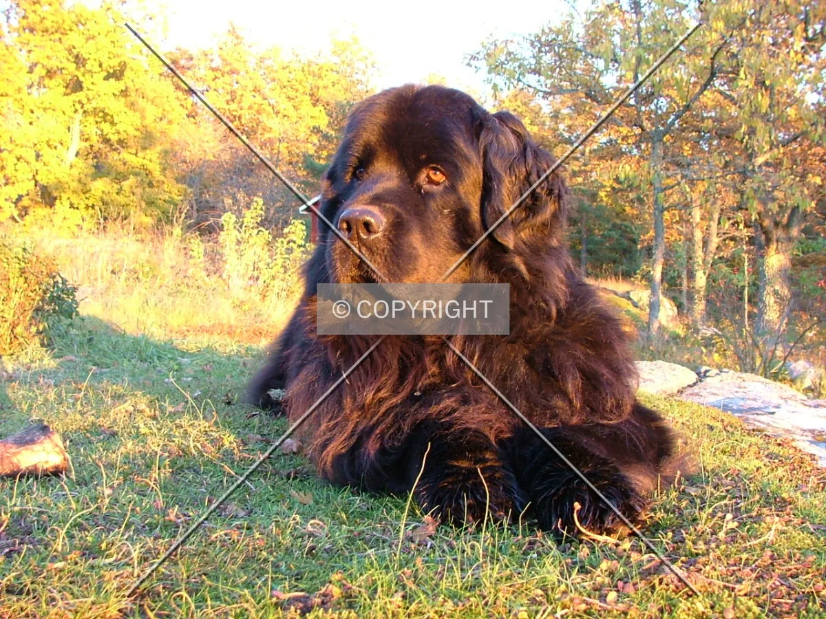 lying newfoundland while the sun sets