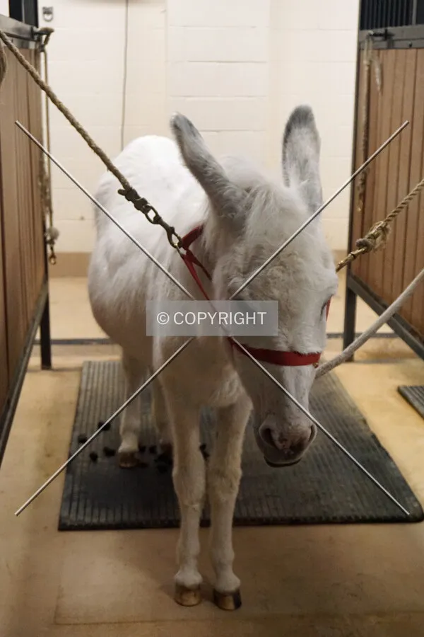 A donkey that's used in the Moses show; October 22, 2016
