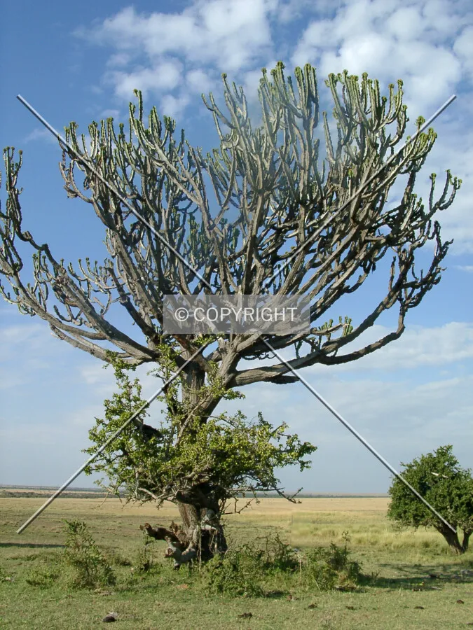 huge cactus tree in africa