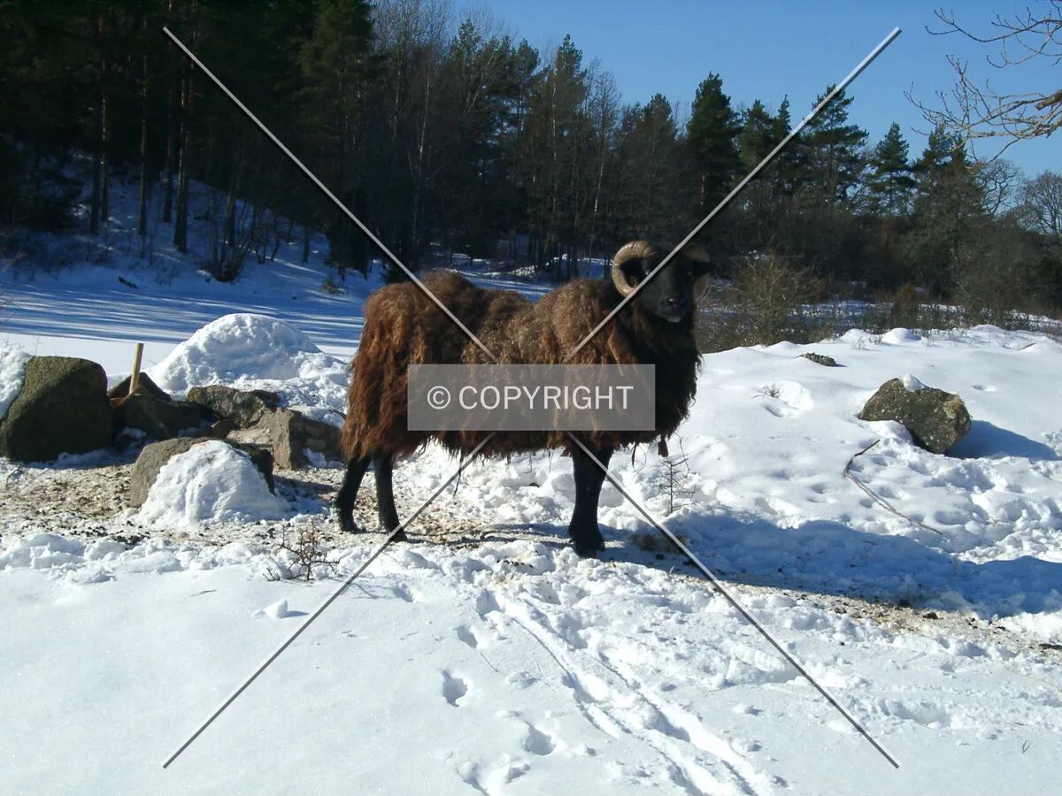 Photo 690-275-409